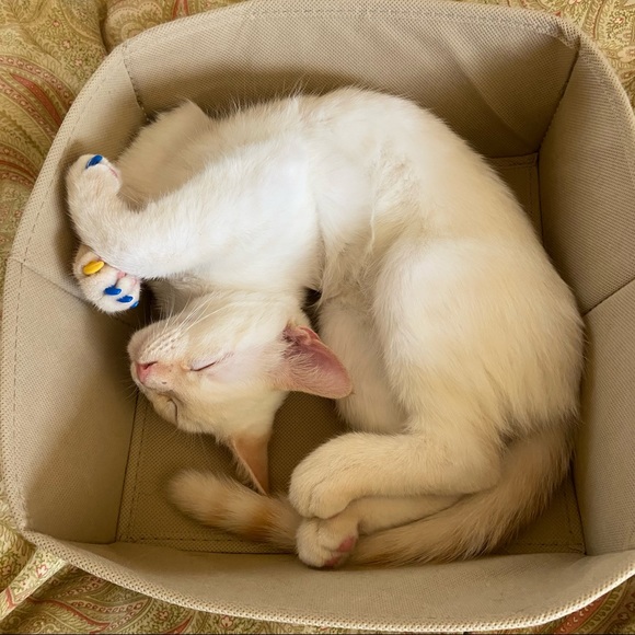 Meet your Posher, Jacqueline - Picture 5 of 6